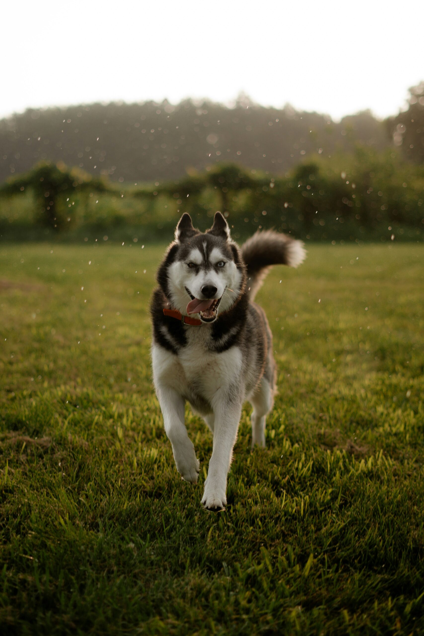 Tail-Wagging Tuesdays: Groom, Save & Shine!